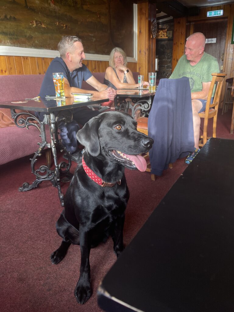 A well-trained black Labrador practicing dog training proofing in a busy pub environment, staying calm despite distractions